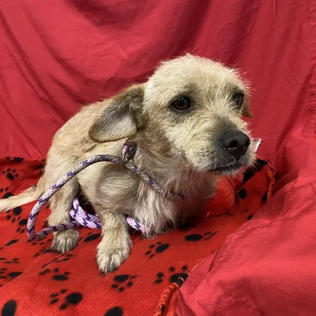 Adoptable Dog