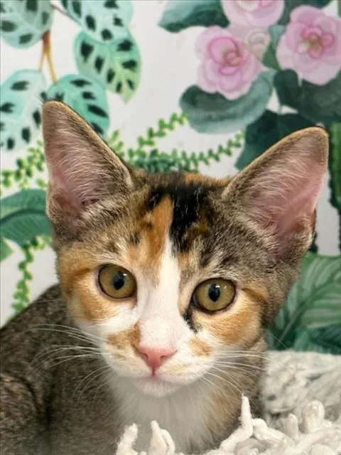 Lucy