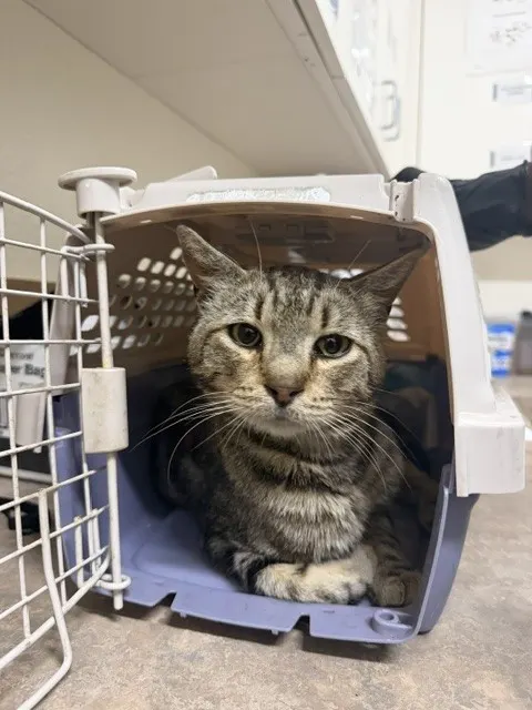 Adoptable Cat