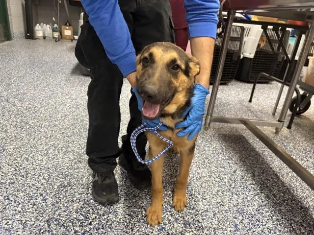Adoptable Dog