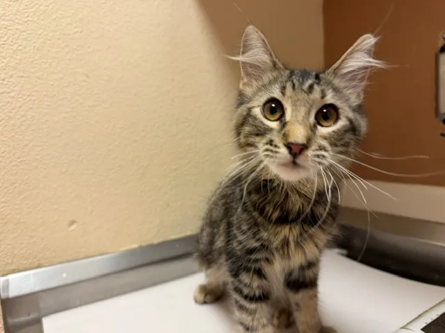 Hazel