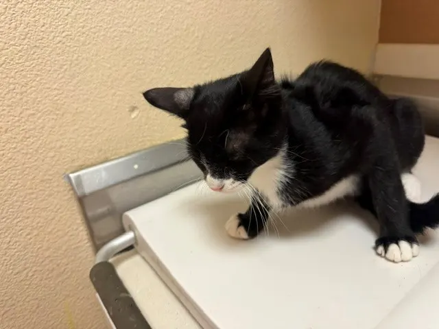 Sylvester