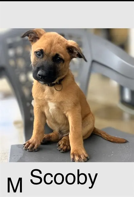 Scooby