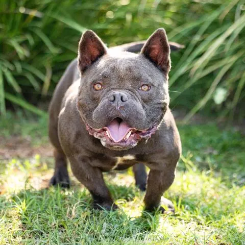 Frank