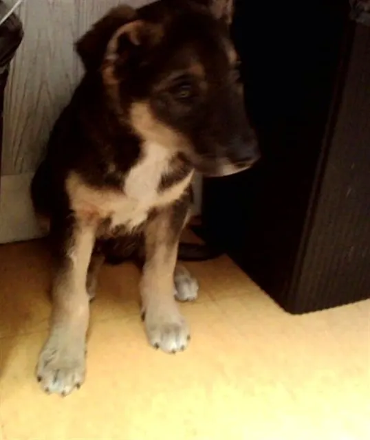 Shep