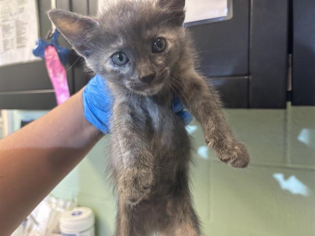 Bellatrix