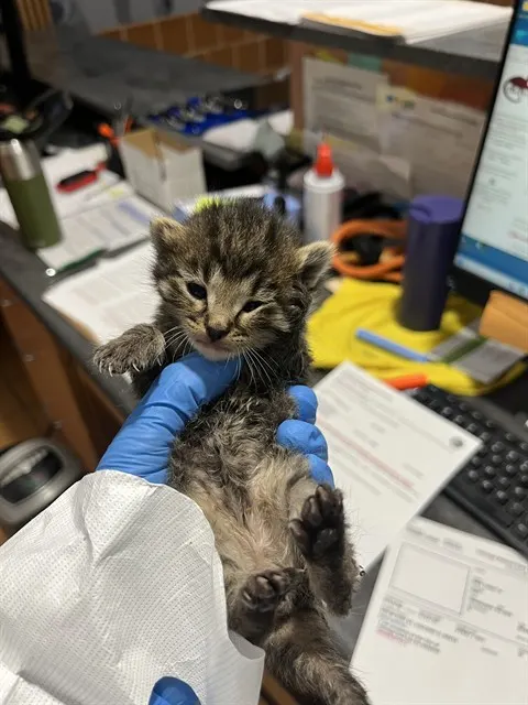 Adoptable Cat