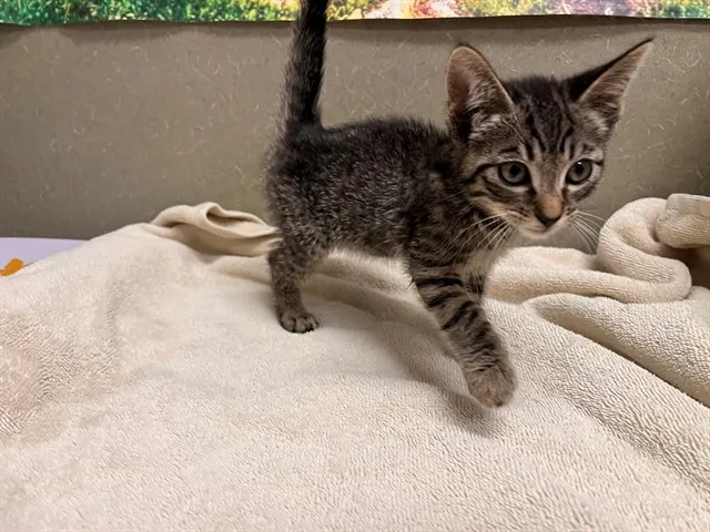 Adoptable Cat