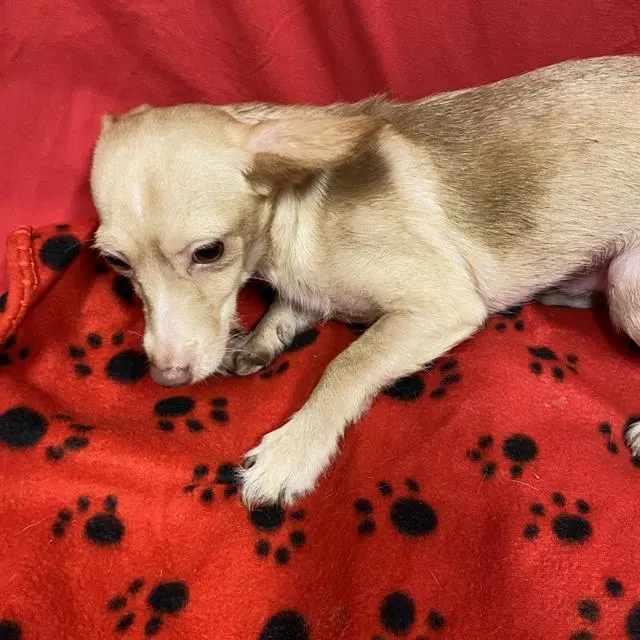 Adoptable Dog
