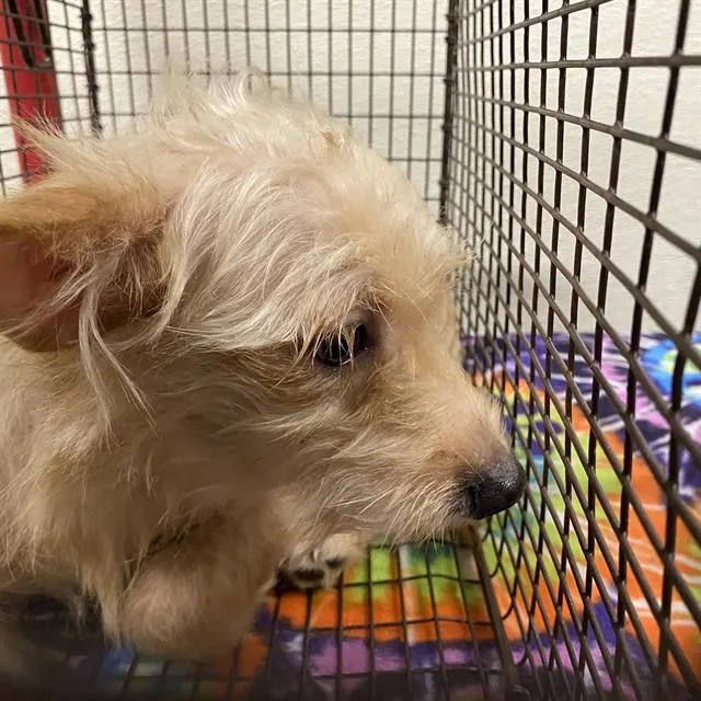 Adoptable Dog