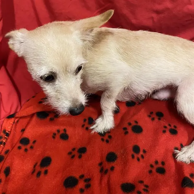 Adoptable Dog