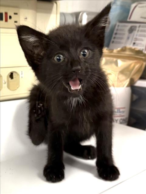 Adoptable Cat