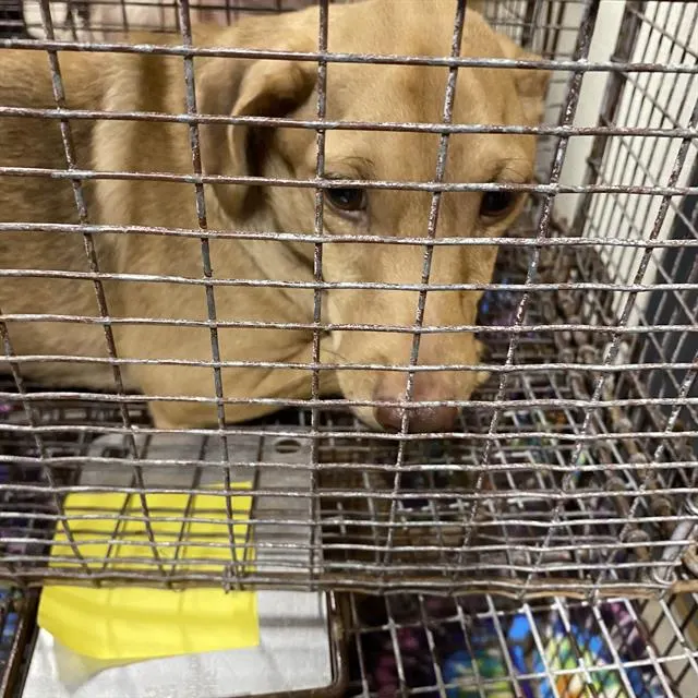 Adoptable Dog
