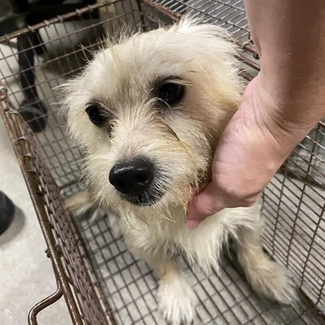 Adoptable Dog