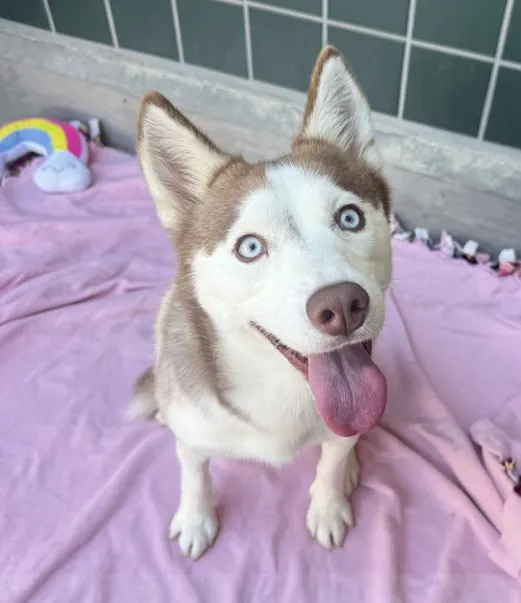 Sheila