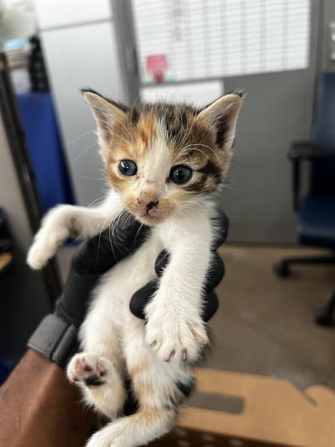 Tofu