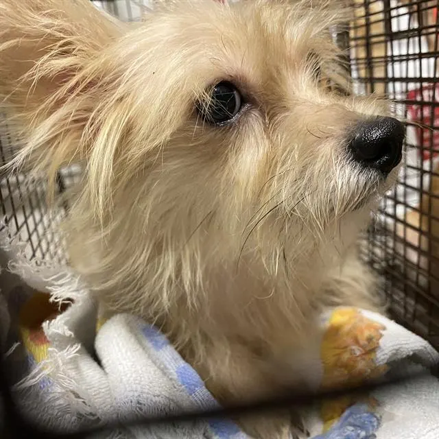 Adoptable Dog