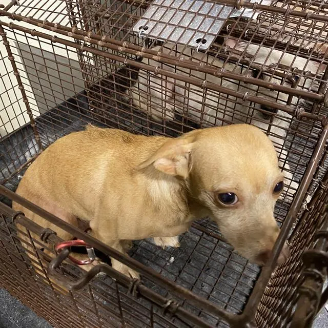 Adoptable Dog