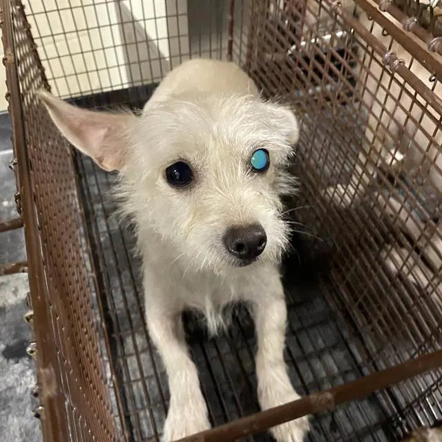 Adoptable Dog