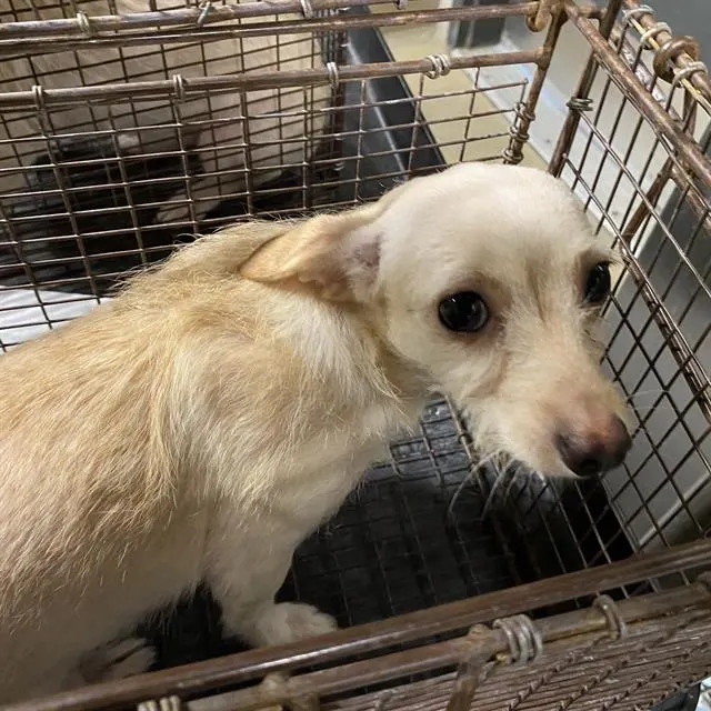 Adoptable Dog