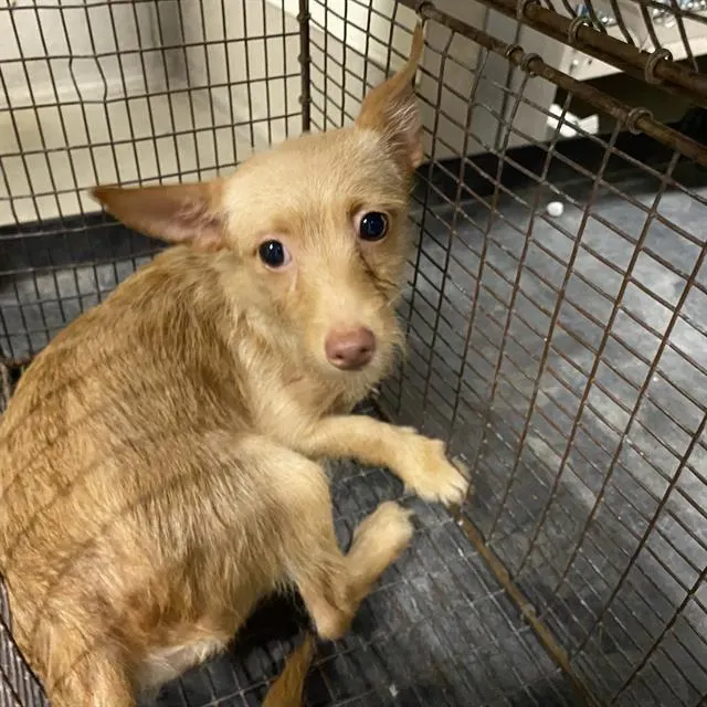 Adoptable Dog