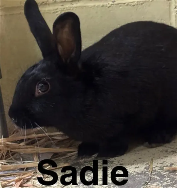 Sadie