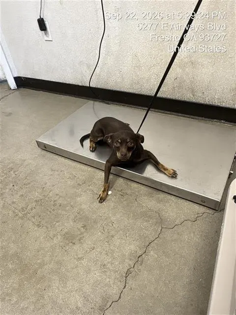 Adoptable Dog