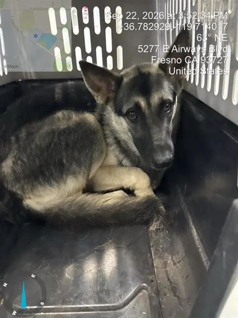 Adoptable Dog