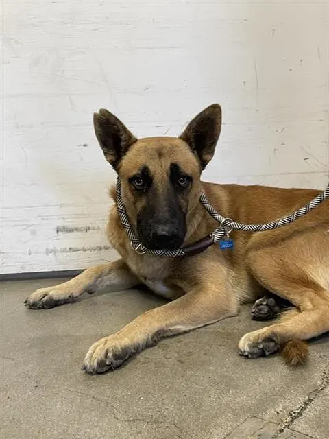 Adoptable Dog