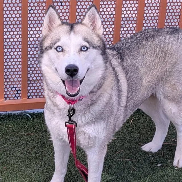 Nala