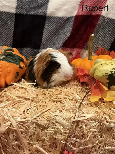 Rupert