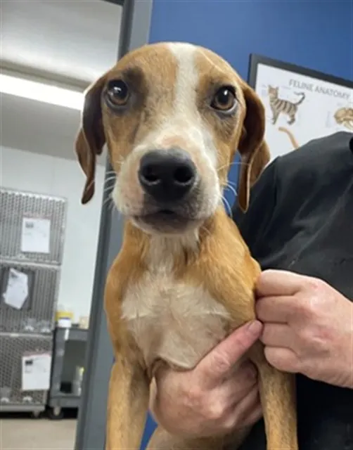 Adoptable Dog
