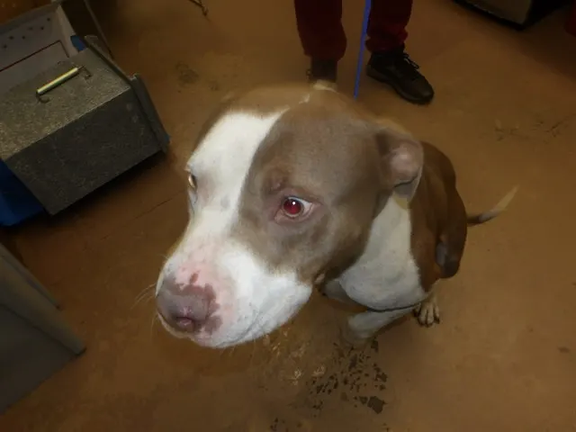 Adoptable Dog