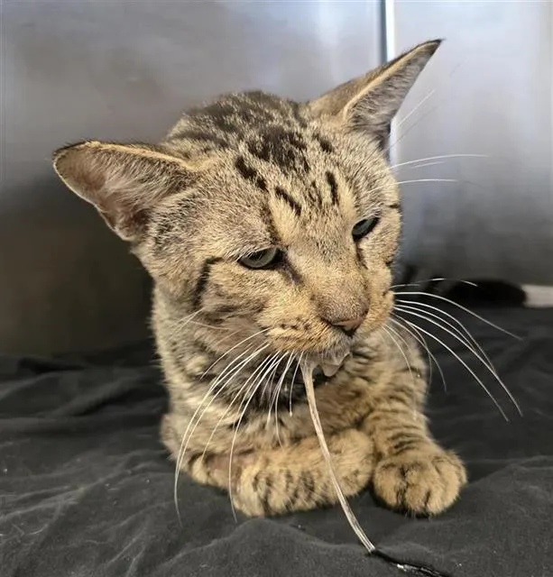 Adoptable Cat