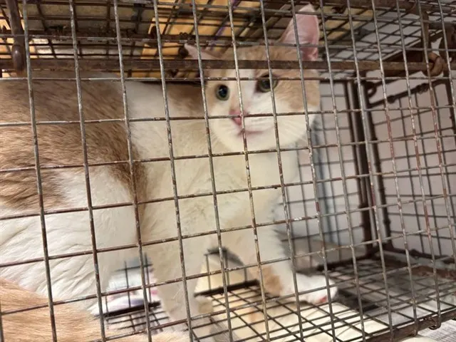 Tansy