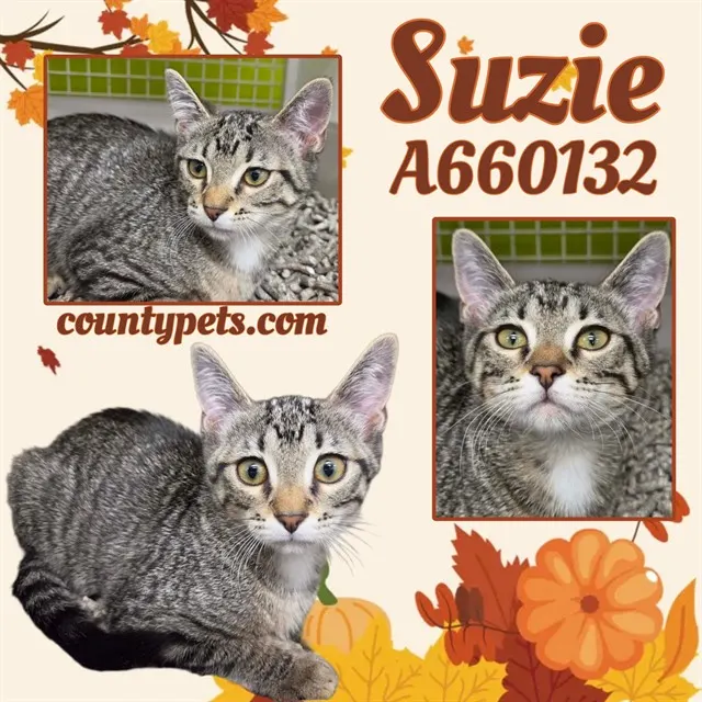 Suzie