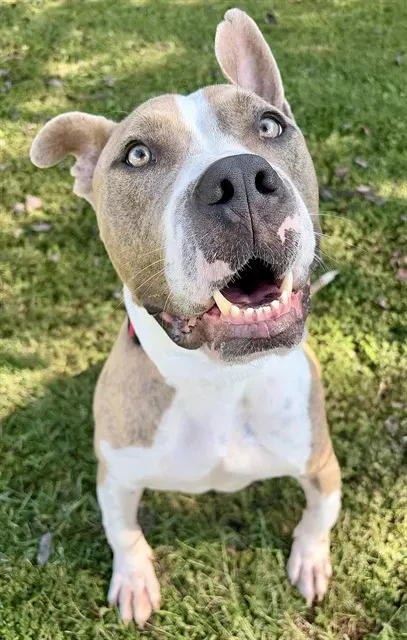 Enzo