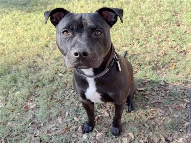 Onyx