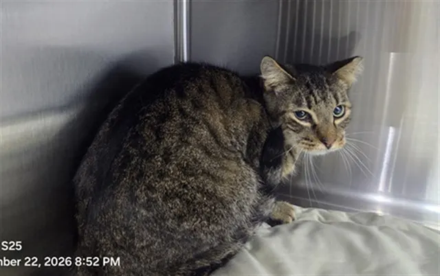 Adoptable Cat