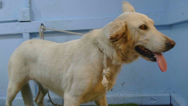 Adoptable Dog