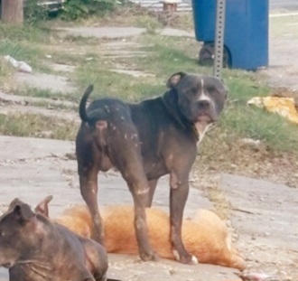 Adoptable Dog