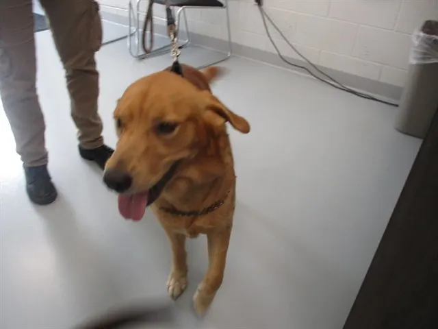 Adoptable Dog