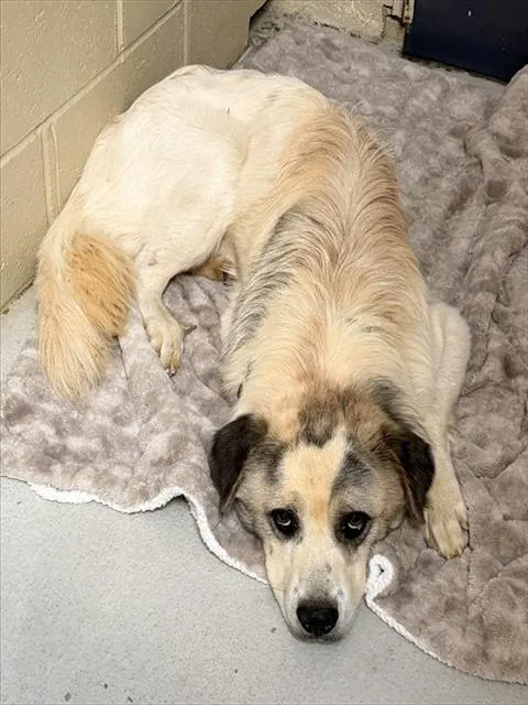 Adoptable Dog