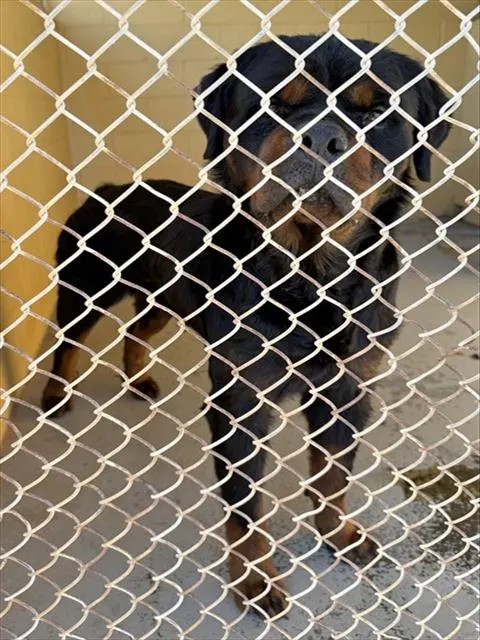 Adoptable Dog