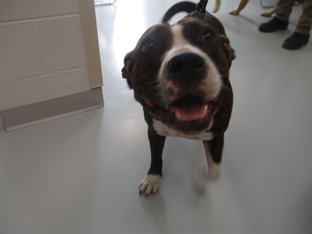 Adoptable Dog
