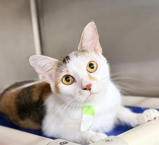 Adoptable Cat