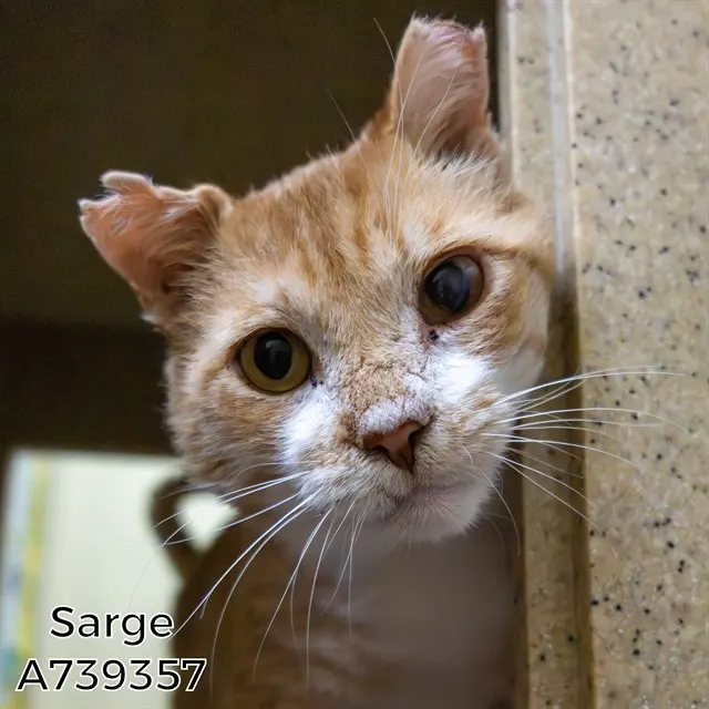 Sarge