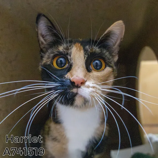Harriet