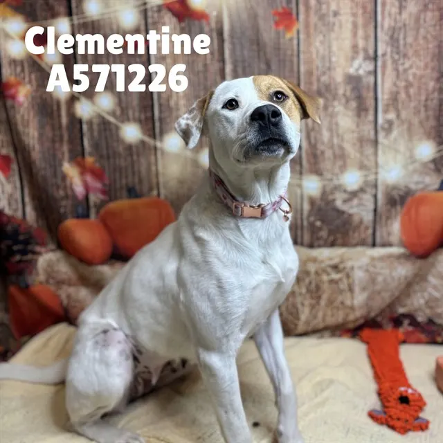 Clementine
