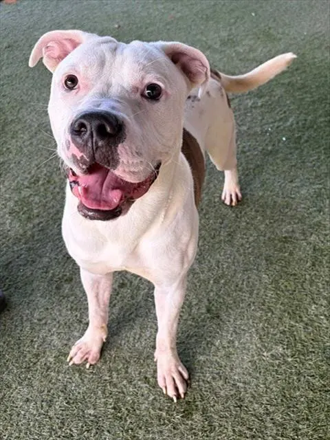 Chico